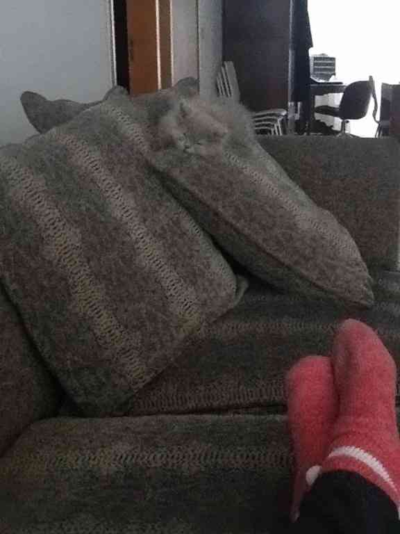 【画像】動物が隠れている画像を下さい