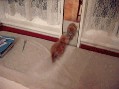 動物のGIF画像が集まるトピ
