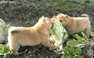 動物のGIF画像が集まるトピ