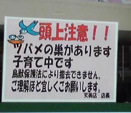 スズメ、ツバメ等の、巣づくりエピソード☆