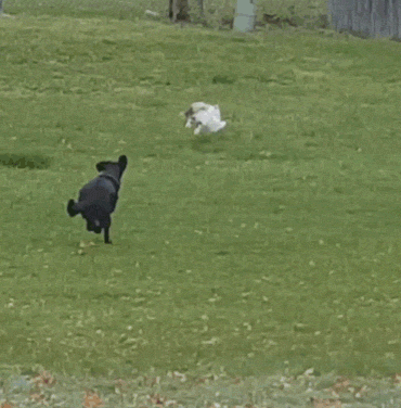 犬と猫って仲良し？それとも？な画像を貼るトピ