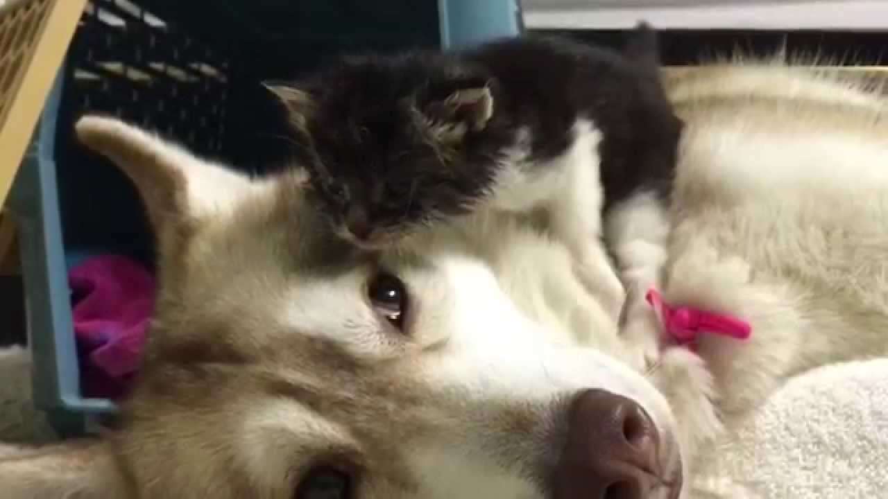 Lilo and Baby Rosie - YouTube