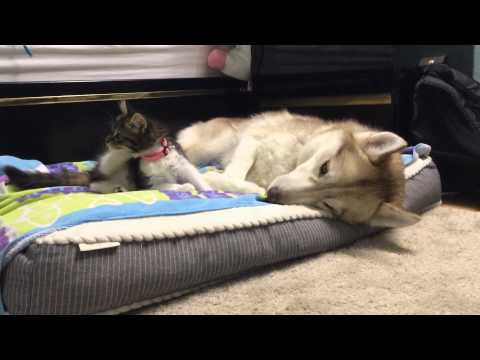 Kitten Rosie won't leave Husky Mom Lilo Alone - YouTube
