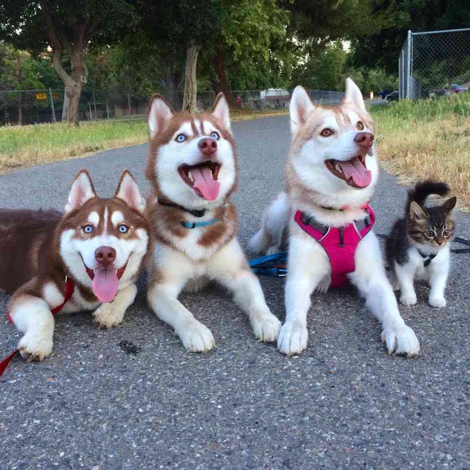 Kitten Rosie Walking with Husky Pack - YouTube