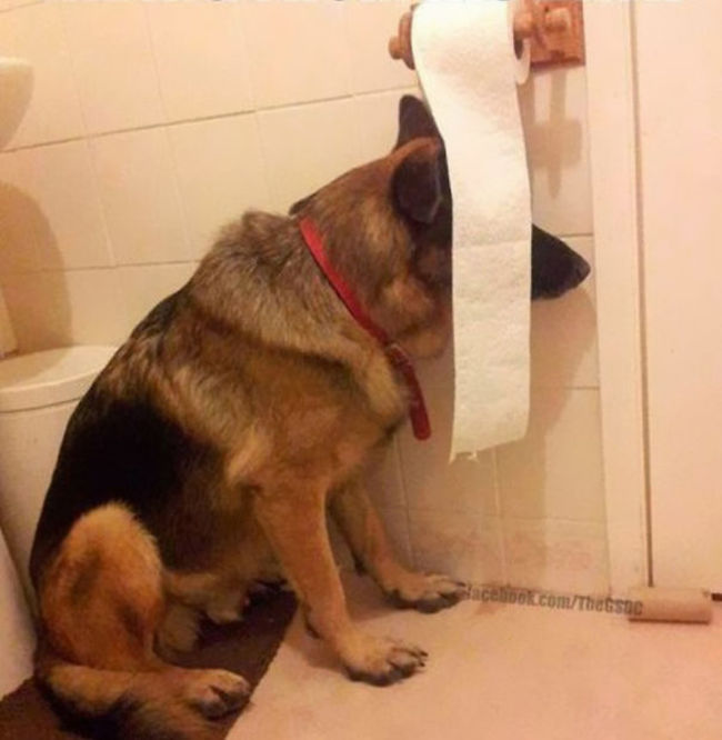 【画像】動物が隠れている画像を下さい