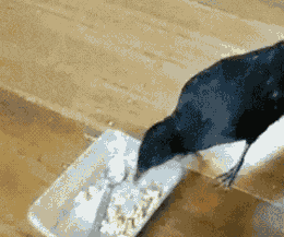 犬と猫って仲良し？それとも？な画像を貼るトピ