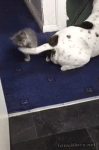 犬と猫って仲良し？それとも？な画像を貼るトピ