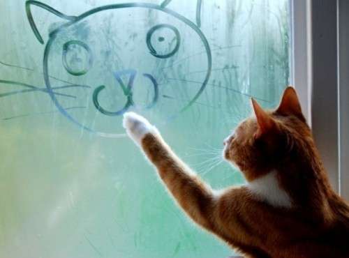 賢そうに見える動物の画像トピ