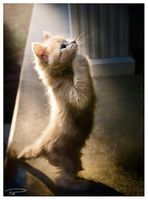 犬の十戒・猫の十戒【感動する話】 - NAVER まとめ