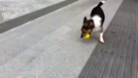 動物のGIF画像が集まるトピ