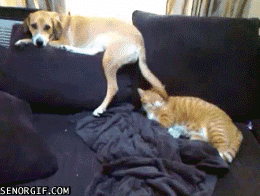 犬と猫って仲良し？それとも？な画像を貼るトピ