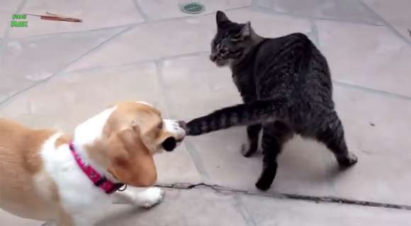 犬と猫って仲良し？それとも？な画像を貼るトピ