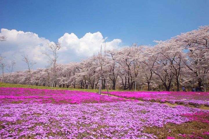 【2016】ガルちゃんお花見会場【桜咲く】