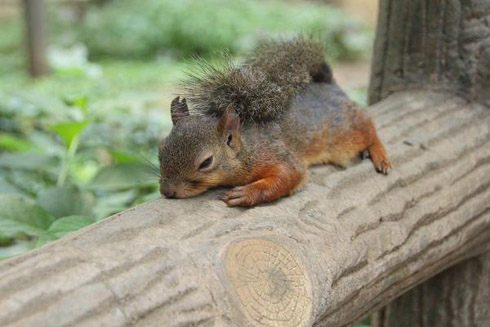 【画像】リスの画像が集まるトピ【動物】