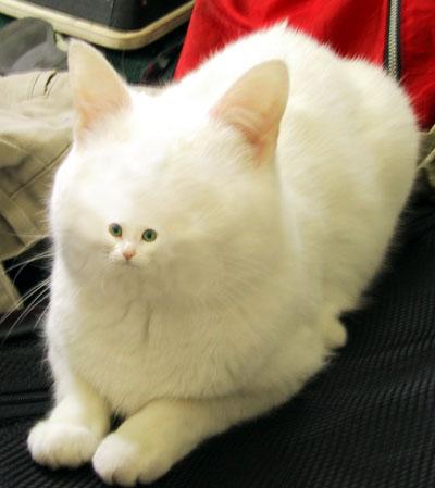 一々近況報告するトピ