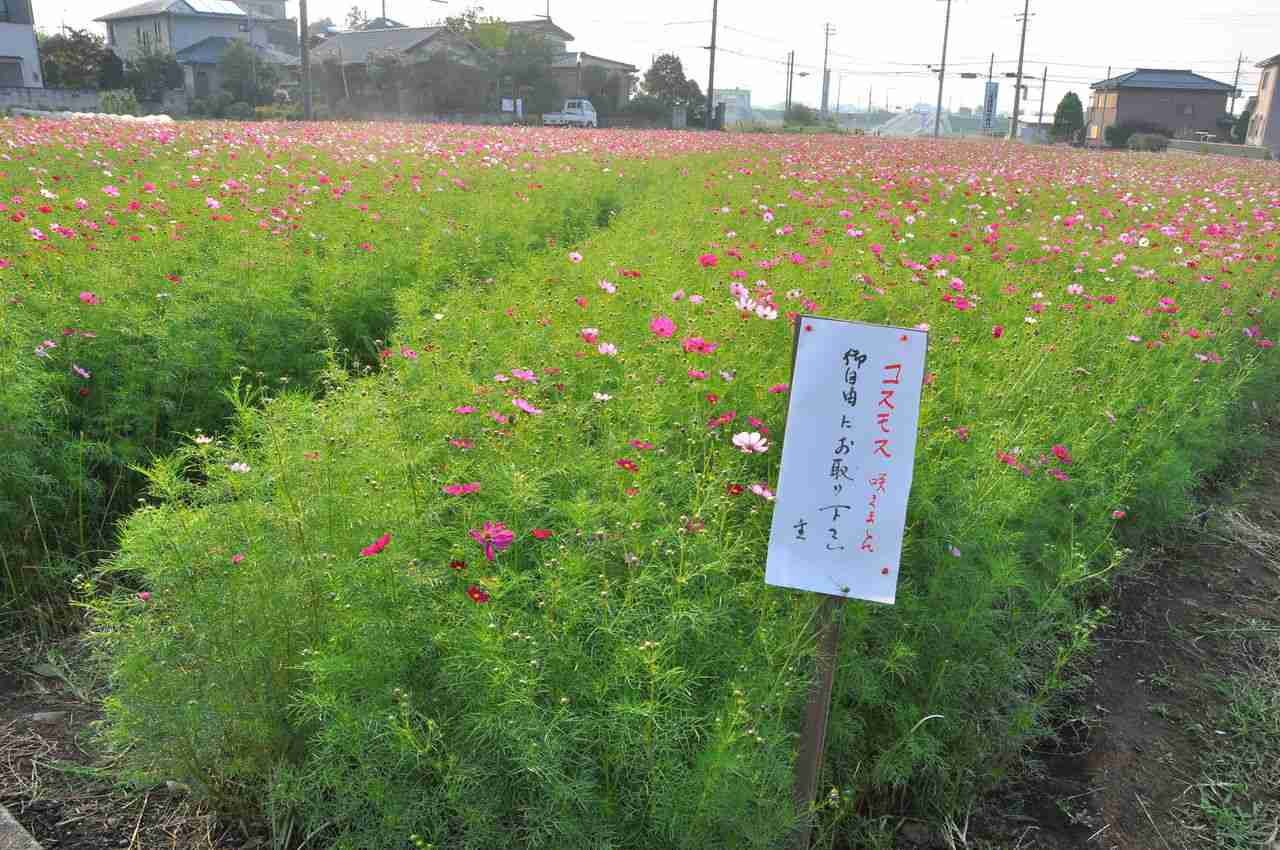 埼玉県民の集い