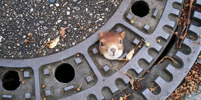 【画像】リスの画像が集まるトピ【動物】