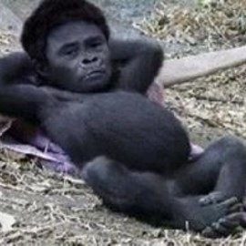 芸能人・有名人に似た動物