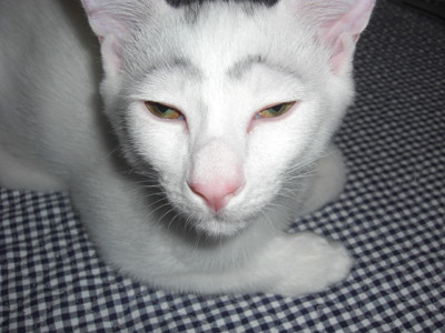 芸能人・有名人に似た動物