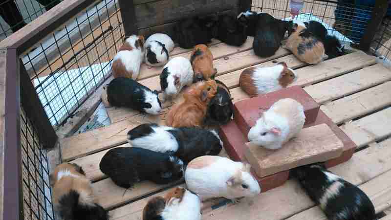 動物画像を貼って運動会開催するトピ