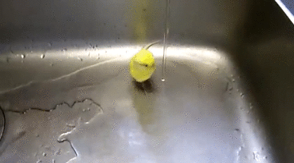 セキセイインコ飼ってる方！