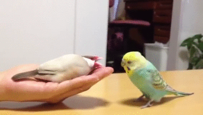 セキセイインコ飼ってる方！