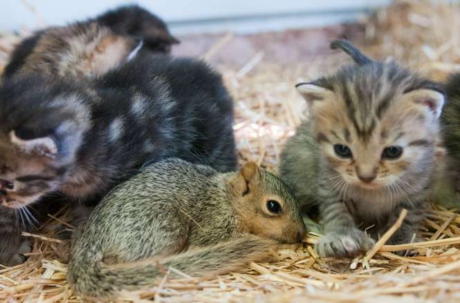 【画像】リスの画像が集まるトピ【動物】