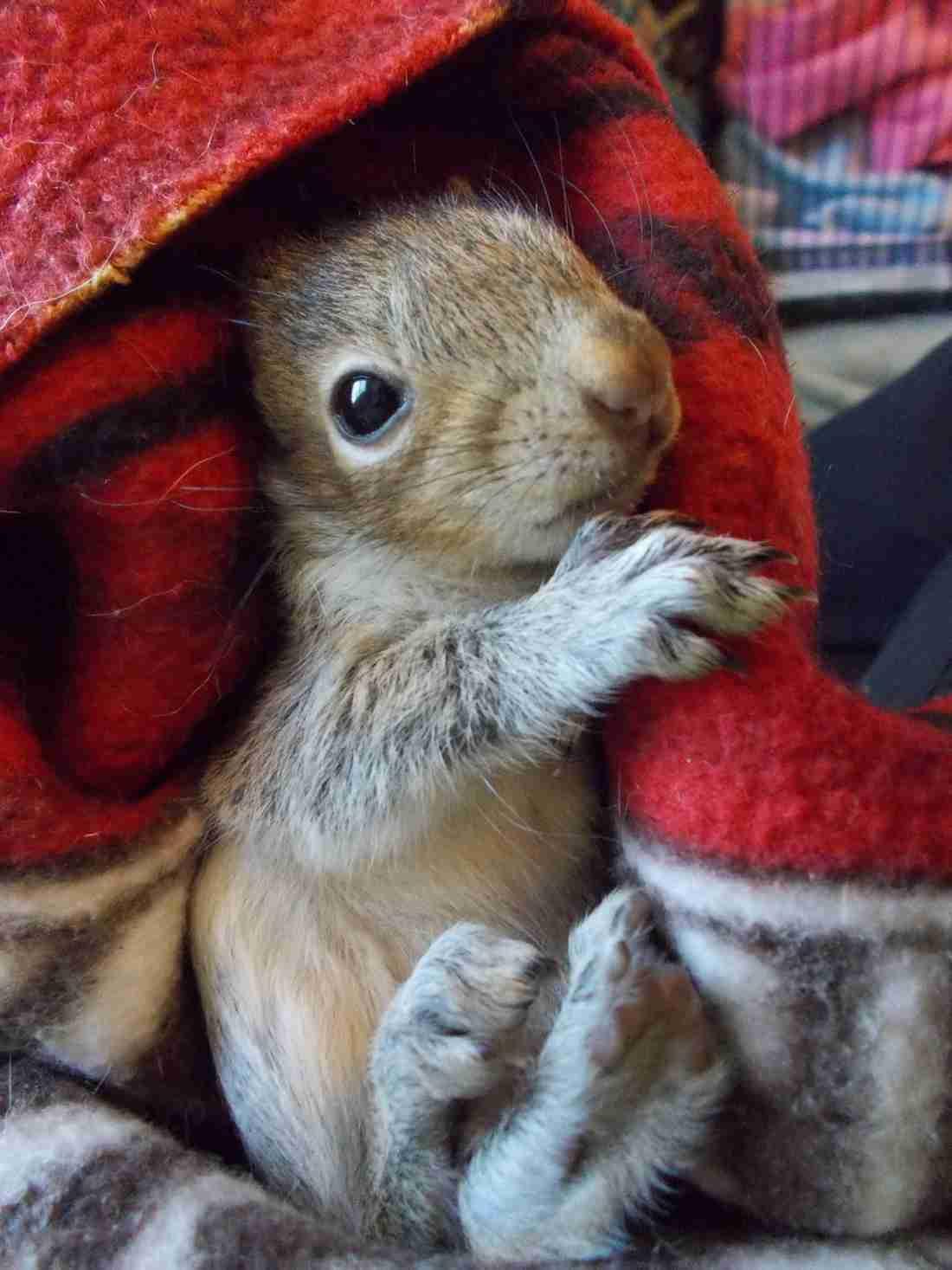 【画像】リスの画像が集まるトピ【動物】