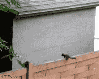 【画像】リスの画像が集まるトピ【動物】