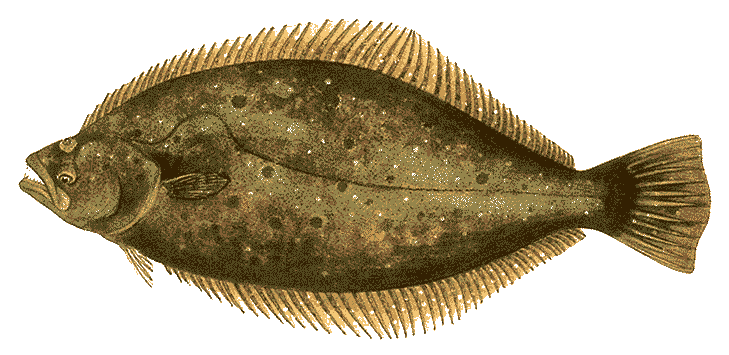 カレーに入れる野菜何を入れますか。