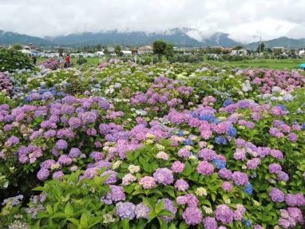 アジサイの画像を貼るトピ