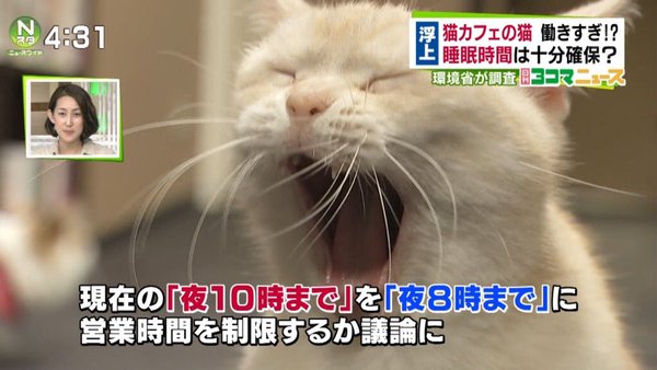 猫カフェ、午後10時まで営業OK　業界「猫は夜行性」