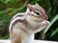 Instagram で人気の可愛い シマリスちゃん - NAVER まとめ