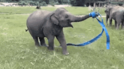 動物画像を貼って運動会開催するトピ