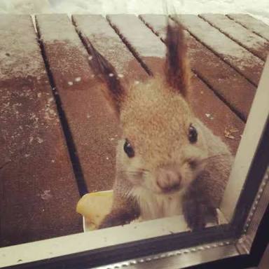 【画像】リスの画像が集まるトピ【動物】