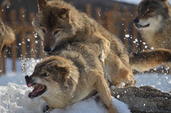 動物画像を貼って運動会開催するトピ