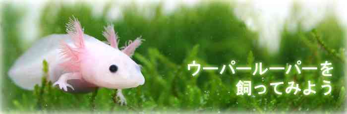 かつてブームになったものを挙げるトピ