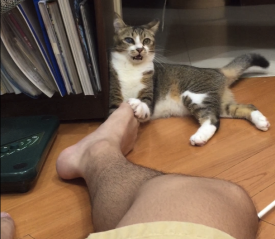 足と戦う猫。足が臭すぎて開始3秒後フリーズ→復活→そして… | ANIMALive