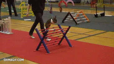 動物画像を貼って運動会開催するトピ