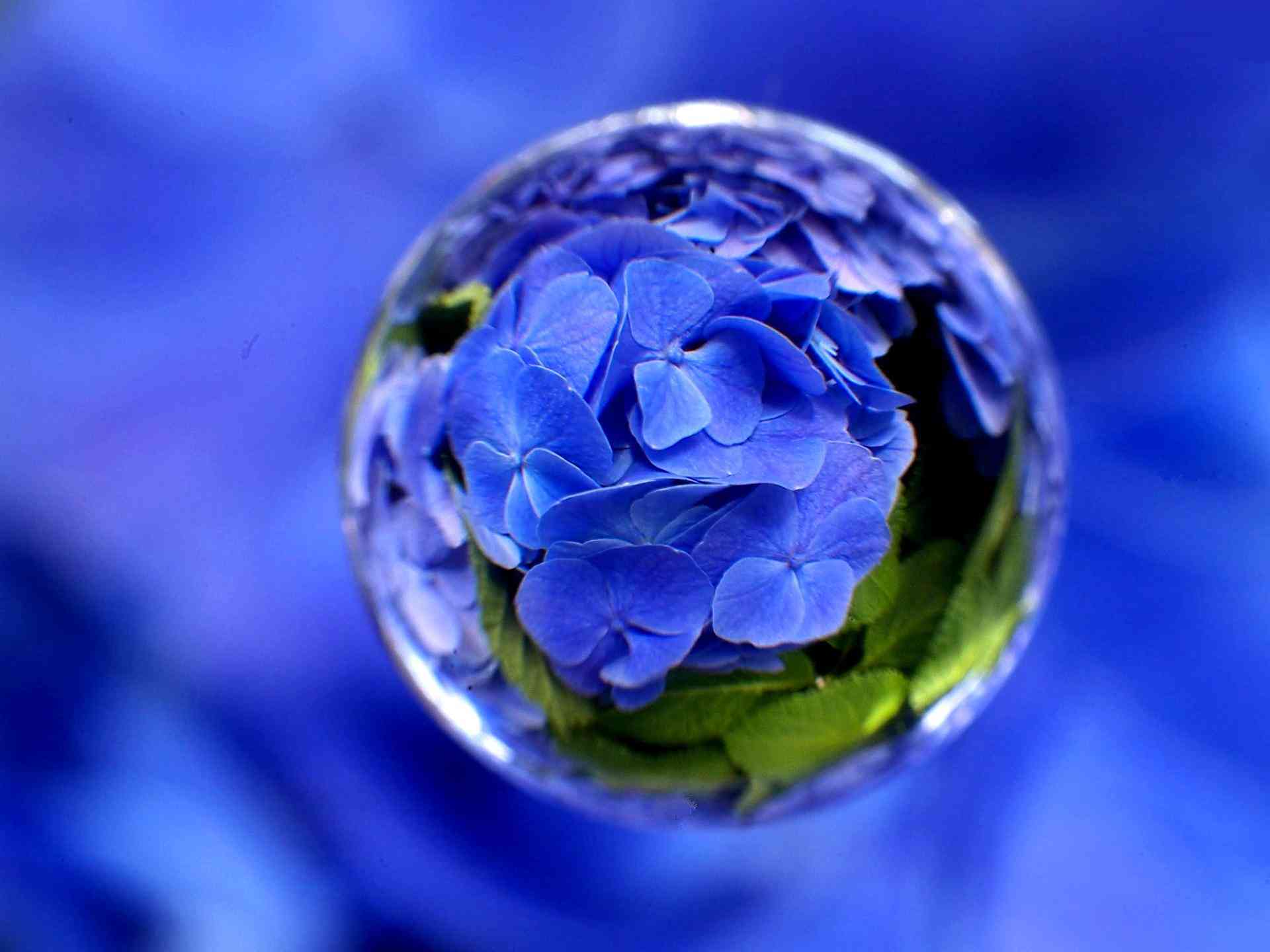 アジサイの画像を貼るトピ