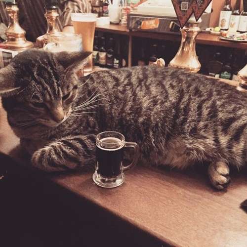 GW飲んだくれ部!