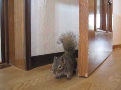 奥さん、このドア直しといてあげるね - Ma'am, I'll fix the door. - YouTube
