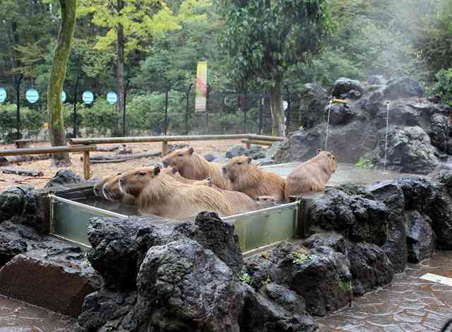 埼玉県民の集い