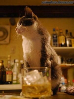 GW飲んだくれ部!
