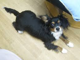 ミニチュアダックスフンド飼ってる人～!