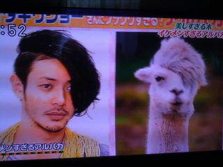 芸能人・有名人に似た動物