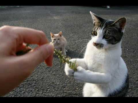 午前0時のＭＥＲＲＹ－ＧＯ－ＲＯＵＮＤ　　ＺＩＧＧＹ - YouTube