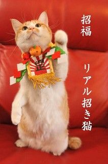 動物画像を貼って運動会開催するトピ