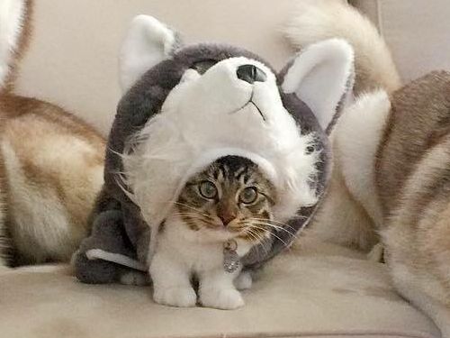 動物画像を貼って運動会開催するトピ