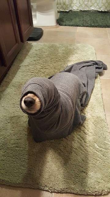 動物画像を貼って運動会開催するトピ
